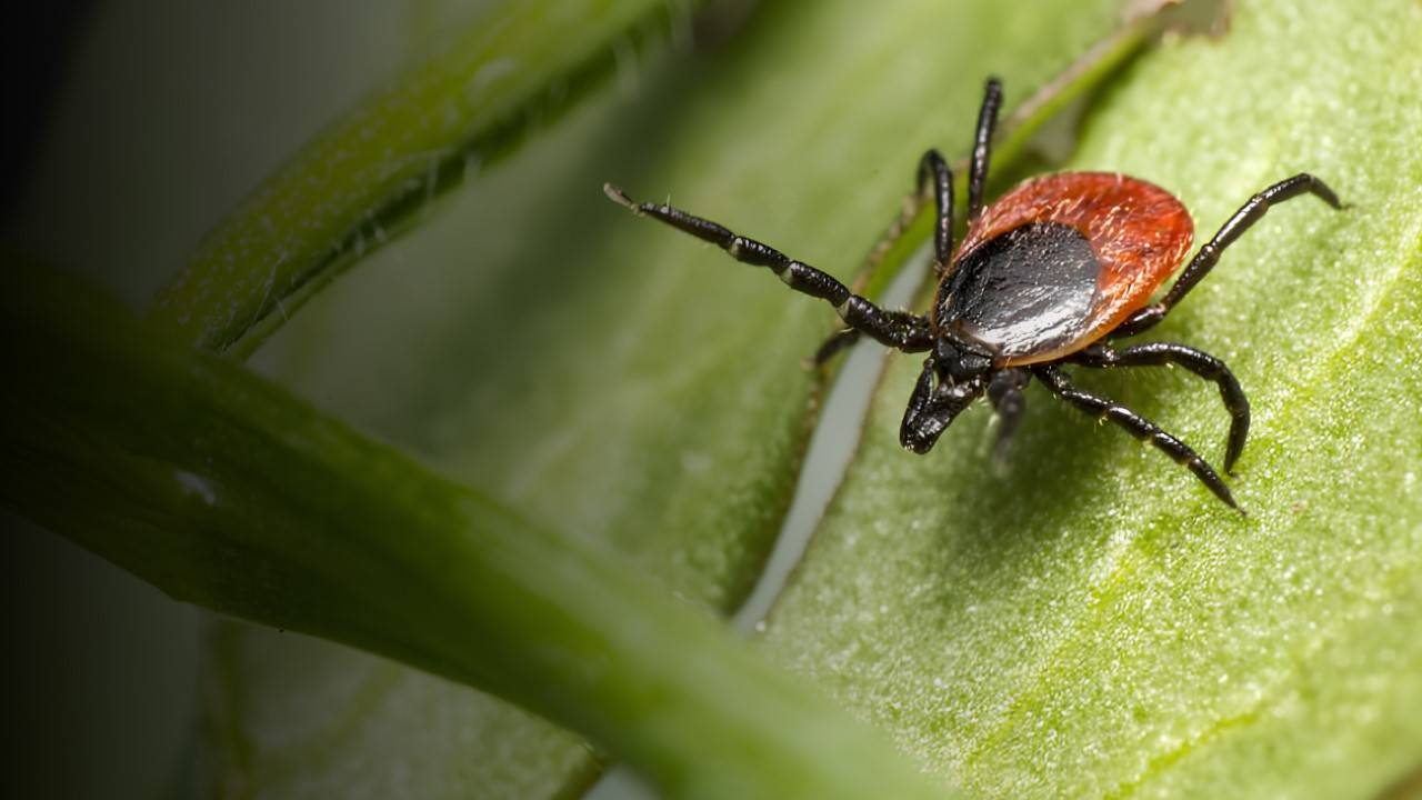 Кліщ у природному середовищі, який може передавати бореліоз (хворобу Лайма) під час укусу людини