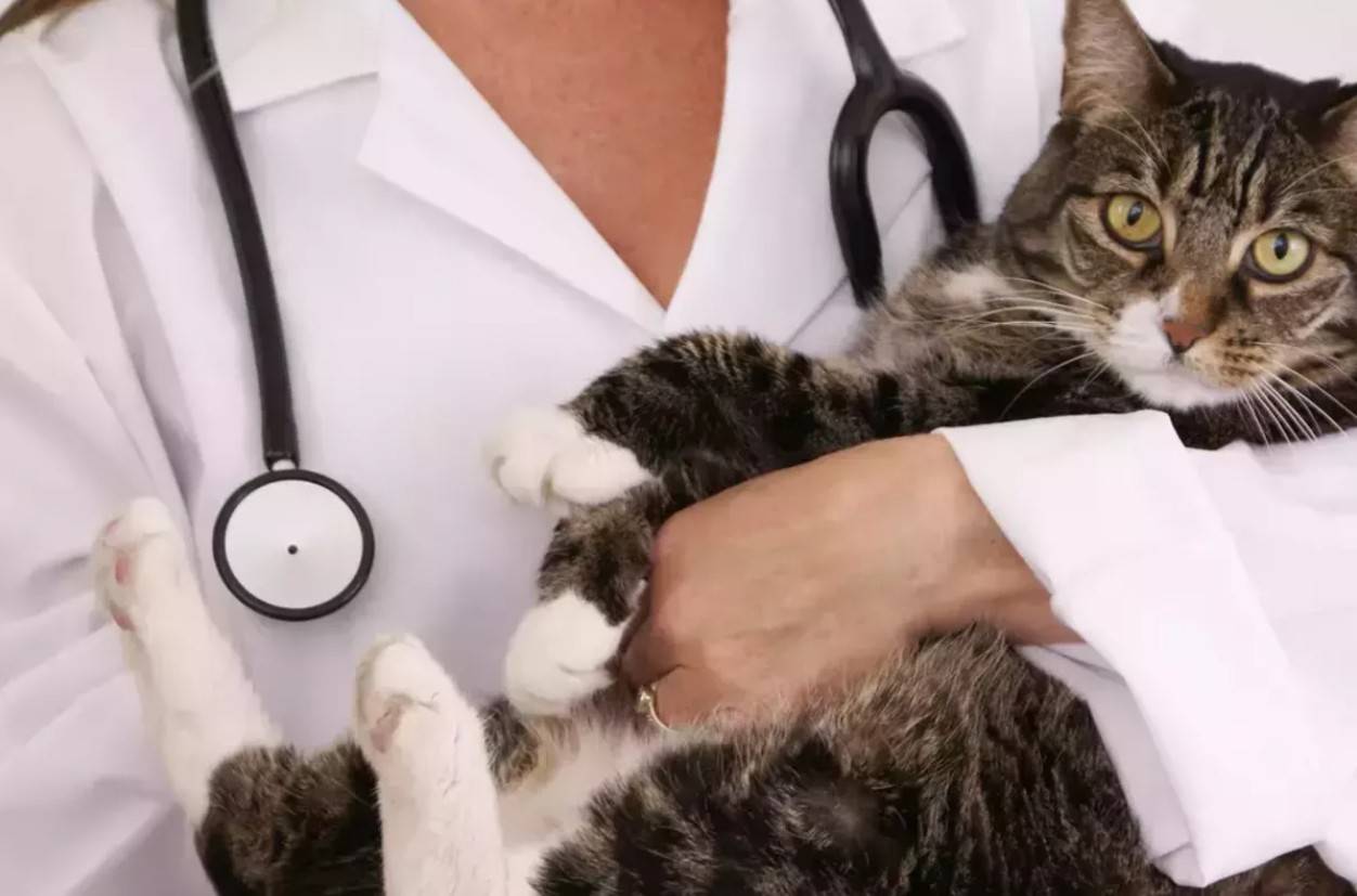 Ветеринарний лікар тримає кота — профілактичний огляд і вакцинація тварин для їх здоров’я