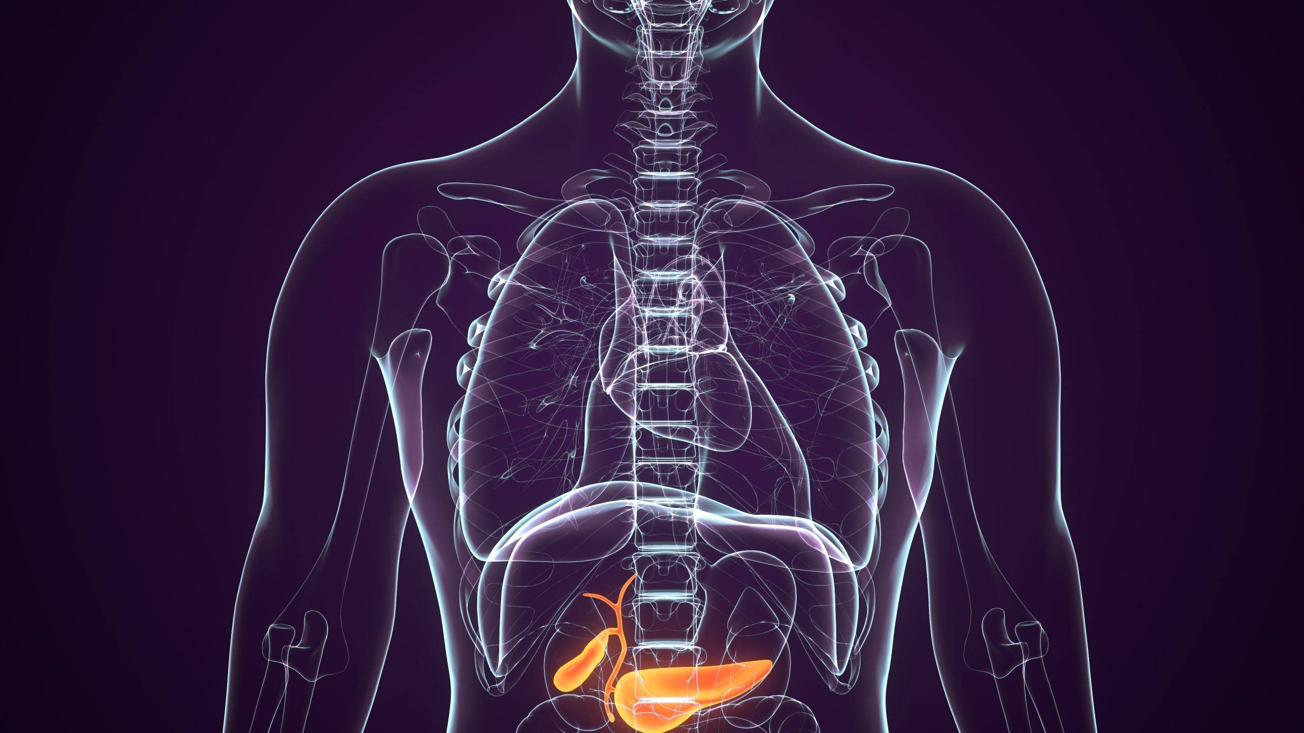 Анатомічна схема внутрішніх органів із виділеними печінкою та жовчним міхуром.