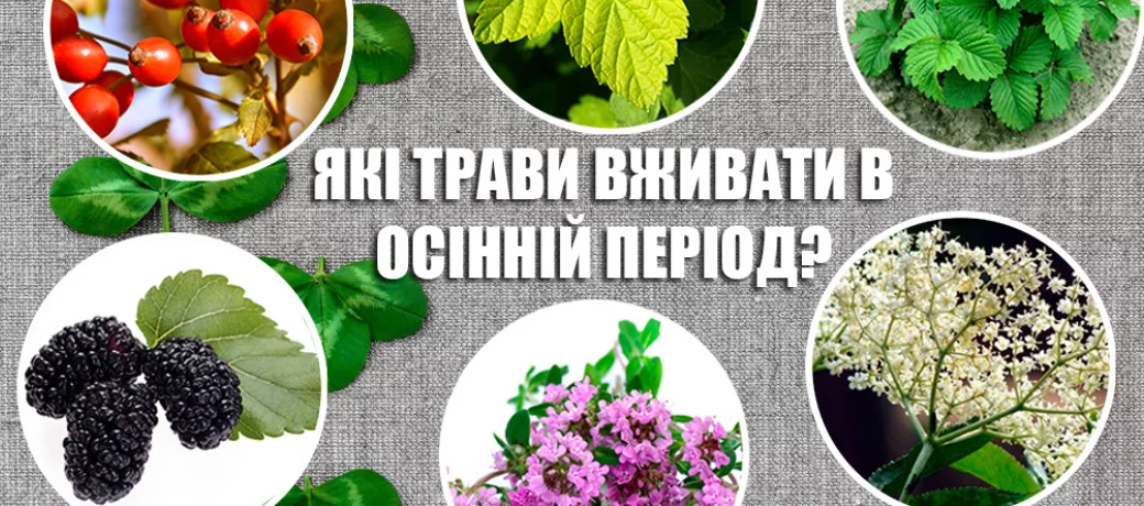 Трави для зміцнення імунітету восени – добірка